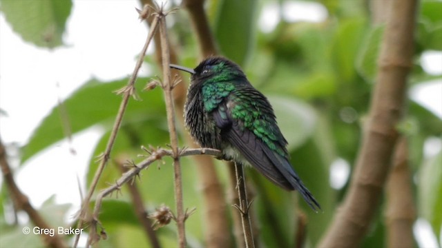 kolibřík fialovotemenný - ML201835641