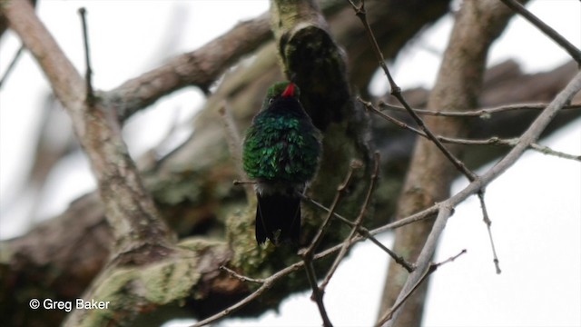 Glittering-bellied Emerald - ML201835651