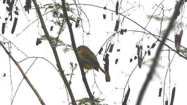 Yellow Tyrannulet - ML201835671