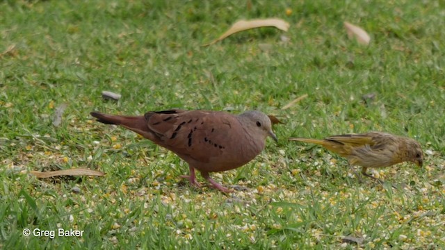 Ruddy Ground Dove - ML201835681