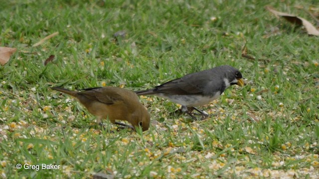 Double-collared Seedeater - ML201835711