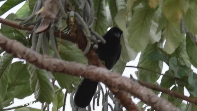 Purplish Jay - ML201835721