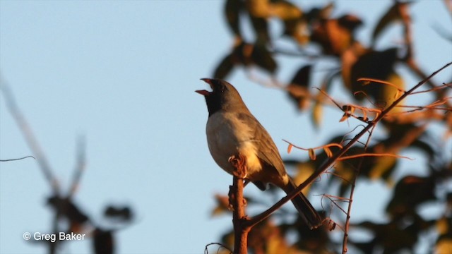 Black-throated Saltator - ML201835761