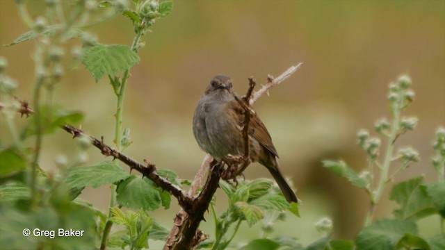 Dunnock - ML201835781