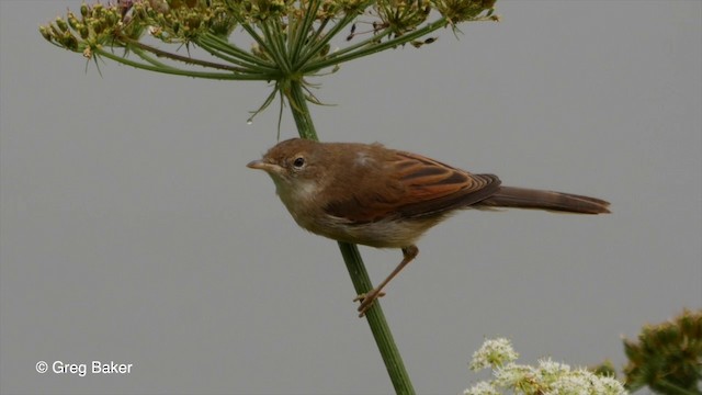 Greater Whitethroat - ML201835801