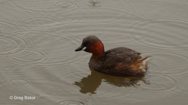 Little Grebe (Little) - ML201835811