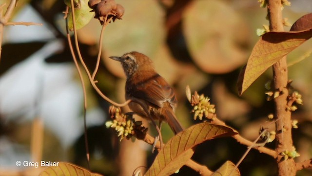 Rusty-backed Antwren - ML201835891