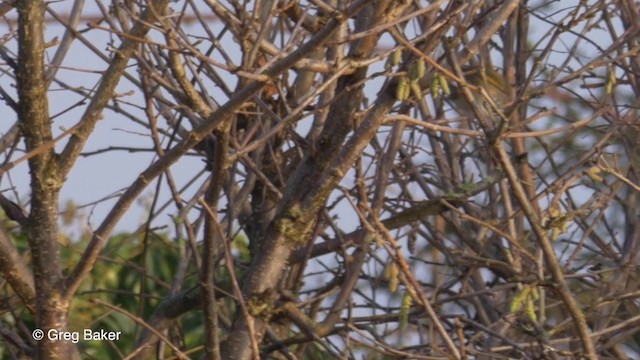 Pallas's Leaf Warbler - ML201835901