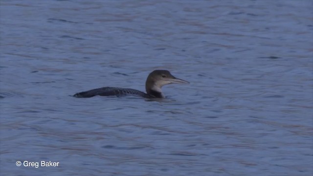 Common Loon - ML201835941