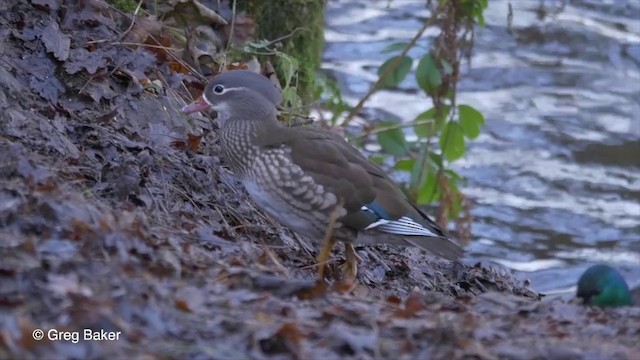 Mandarin Duck - ML201835951