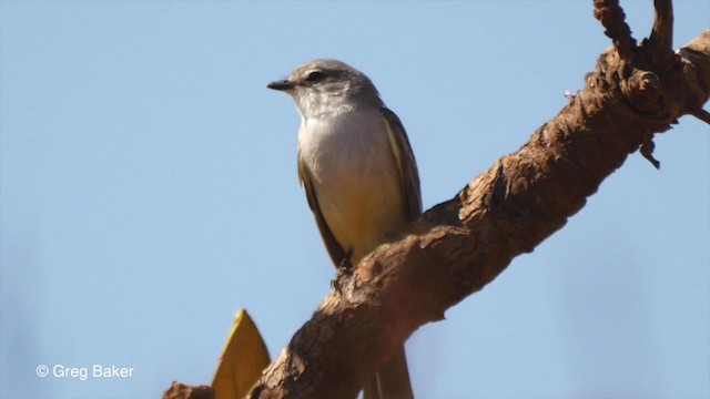 Chapada Flycatcher - ML201835961