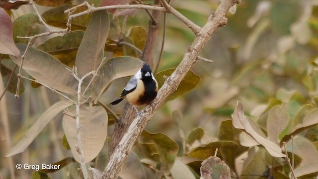 Coal-crested Finch - ML201835971