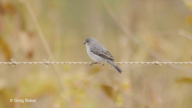 Plumbeous Seedeater - ML201835991