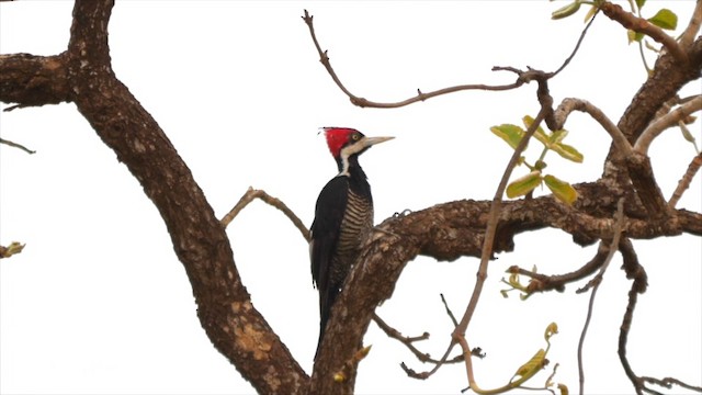 Crimson-crested Woodpecker - ML201836001