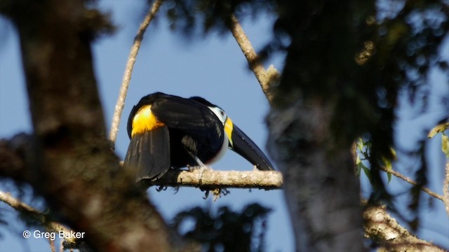 Channel-billed Toucan (Yellow-ridged) - ML201836041