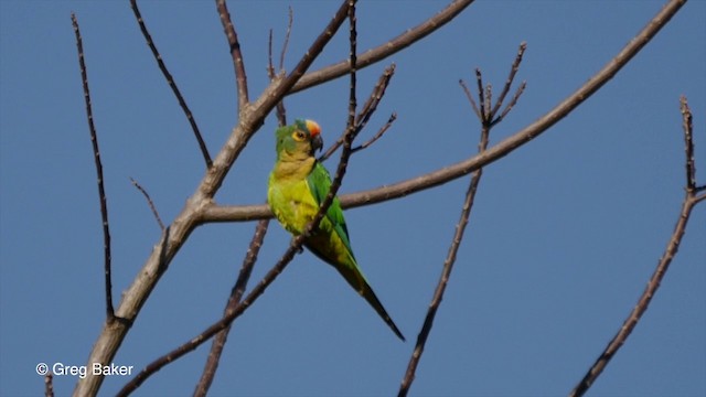 Peach-fronted Parakeet - ML201836051