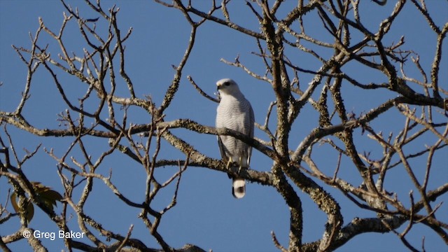 Silberbussard - ML201836071