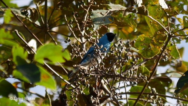 Tangara Golondrina - ML201836101