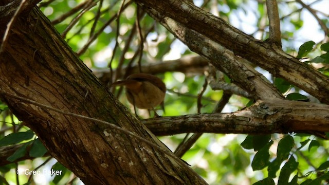 Great Antshrike - ML201836121