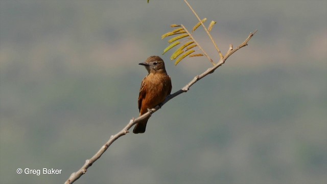 Cliff Flycatcher (Swallow) - ML201836171