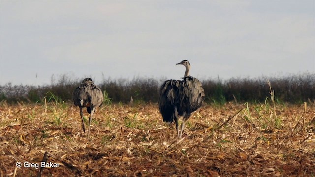 Greater Rhea - ML201836191