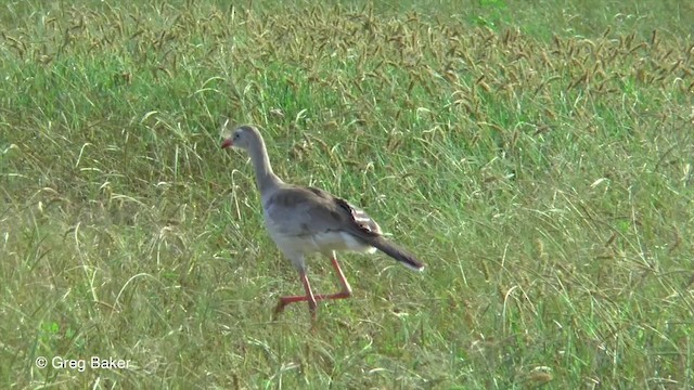 Red-legged Seriema - ML201836211