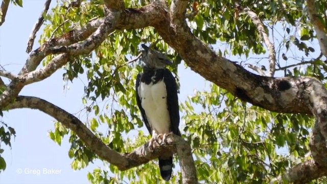 Harpy Eagle - ML201836231