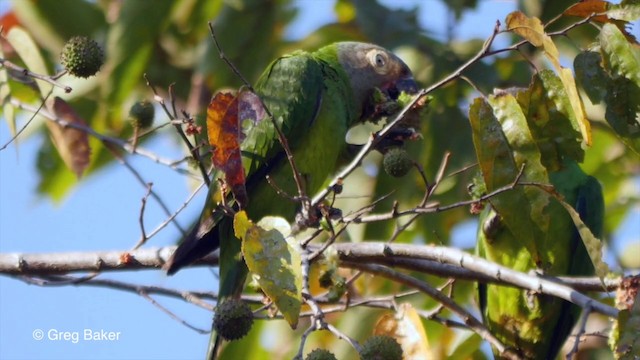 Aratinga Cabecifusca - ML201836251