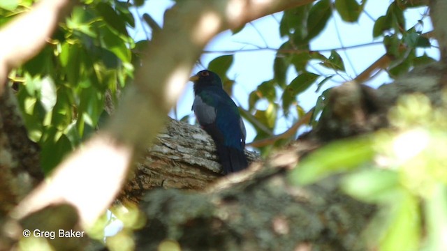 Schwarzschwanztrogon (melanurus/eumorphus) - ML201836261
