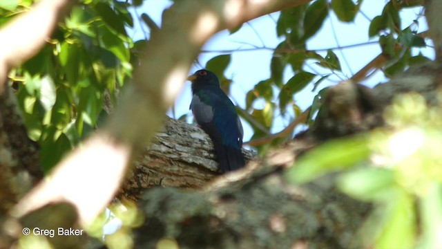 Trogón Colinegro Común (grupo melanurus) - ML201836261