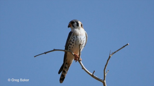 American Kestrel (South American) - ML201836271