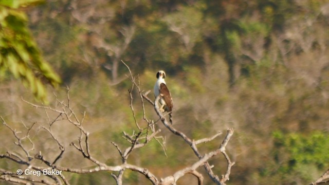 Laughing Falcon - ML201836281