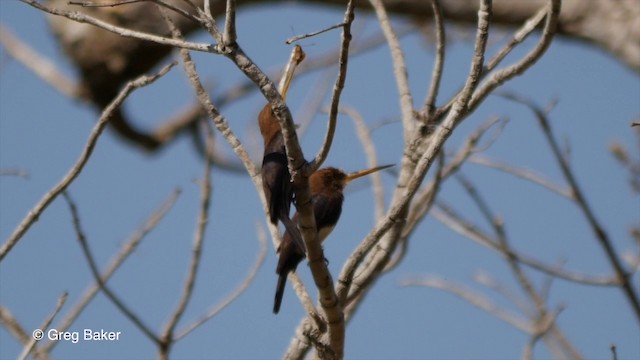 Brown Jacamar - ML201836291