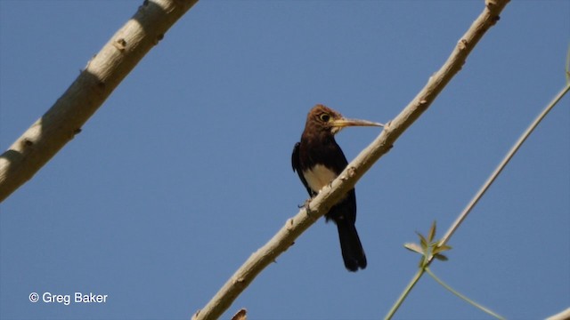 Brown Jacamar - ML201836301