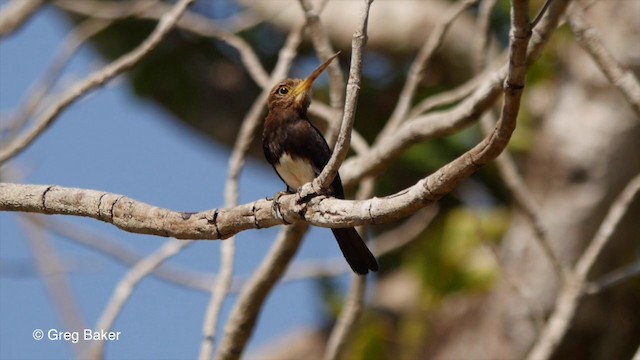 Brown Jacamar - ML201836311