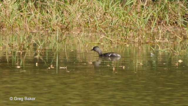 Least Grebe - ML201836321