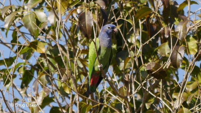 Loro Cabeciazul (menstruus/rubrigularis) - ML201836331