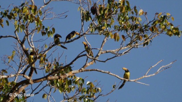 Lettered Aracari - ML201836341