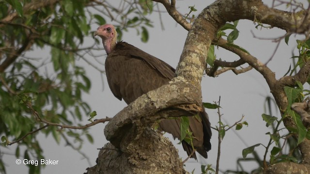 Vautour charognard - ML201836371