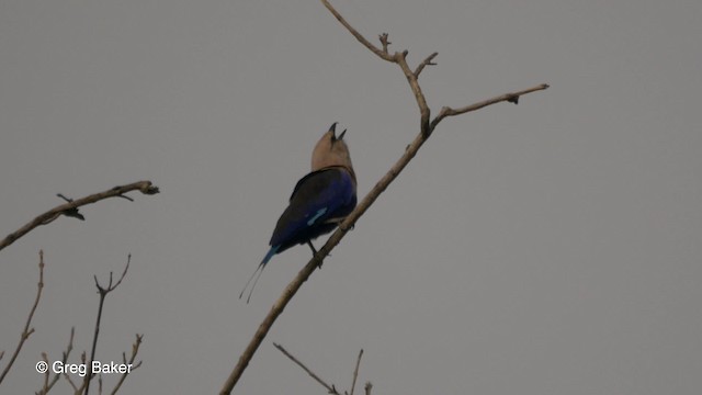 Blue-bellied Roller - ML201836401