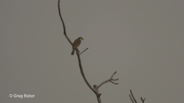 Воскоїд великий - ML201836431