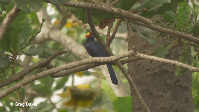 Turaco Violáceo - ML201836441