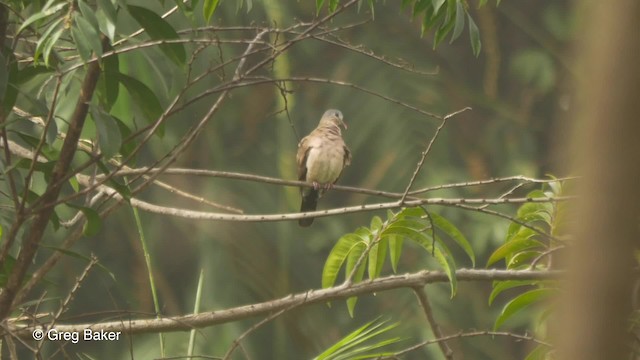 Blue-spotted Wood-Dove - ML201836451