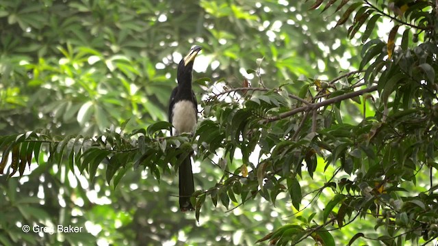 West African Pied Hornbill - ML201836461