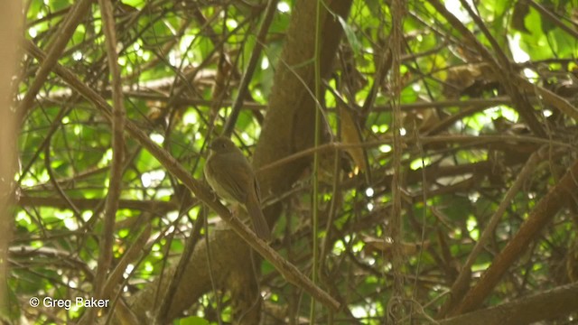 Little Greenbul - ML201836471