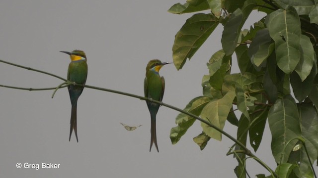 Swallow-tailed Bee-eater - ML201836481
