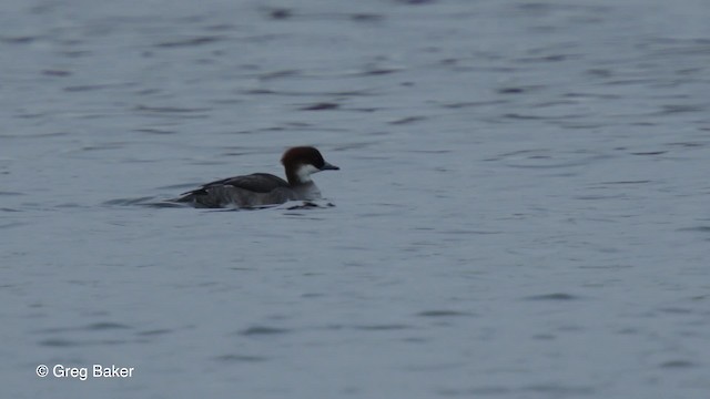 Smew - ML201836491