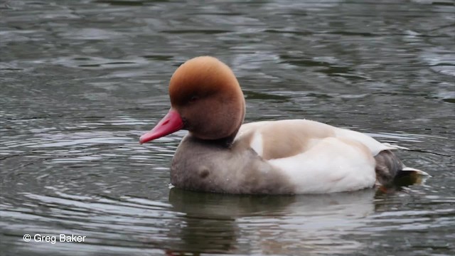 Red-crested Pochard - ML201836501