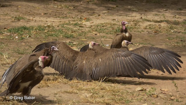 Hooded Vulture - ML201836521