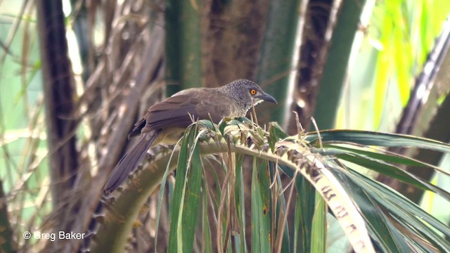 Brown Babbler - ML201836551